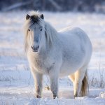 Белая пушистая якутская лошадка