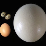 Масштабы страусиного яйца