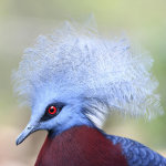 Голубохохлый самец с пушистым веером на голове