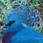 Аспидно-синий веероносный голубь