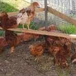 Цыплята на выгуле в летнем загоне