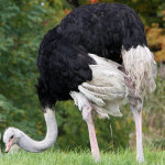 Самец восточноафриканского страуса