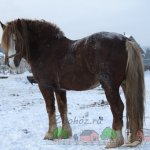 Тяжеловозный конь на снегу