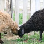Пара эдильбаевских овец на выгуле