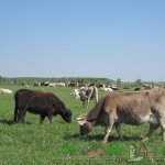 Коровы костромской породы на пастбище
