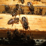 Пчёлы на рамке в термокамере