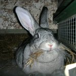 Серый кролик жует сено