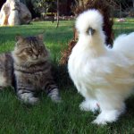 Китайская курица рядом с котом