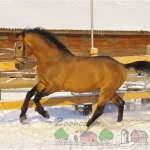 Бегущая по снегу лошадка