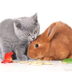 Рыжий кролик и серый котёнок