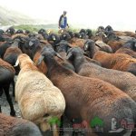 Стадо гиссарских овец на выпасе