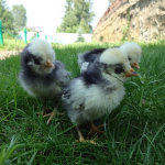 Цыплята голландские белохохлые на траве