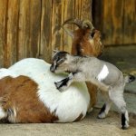 Камерунская коза с малышом