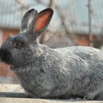Кролик породы Серебристый крупным планом