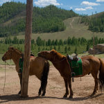 Две монгольские лошадки на привязи