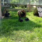 Ушастые питомцы отдыхают на зеленой травке