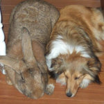 Кролик Ризен и собака Колли