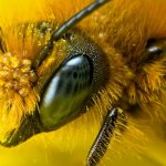 Голова пчелы крупным планом