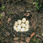 Кладка яиц серой утки
