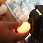 Проверка яиц овоскопом