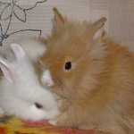 Двое декоративных пушистых кроликов