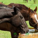 Лошади пьют воду