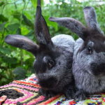 Два молодых серебристых кролика