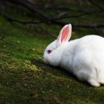 Кролик отдыхает в тени
