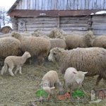 Стадо куйбышевских овец на ферме