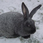 Серый Обер на снегу