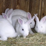 Белые крольчата-подростки в клетке