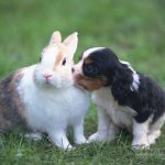 Кролик и щенок подружились