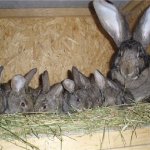 Кормящая крольчиха с кроликами в гнезде