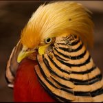 Величественный золотой фазан