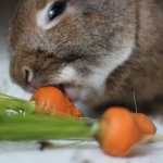 Крольчонок грызет морковку