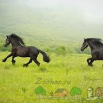 Две лошадки бегают в поле