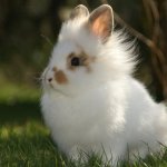Ангорский карликовый кроль