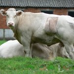 Бельгийские коровы в период созревания