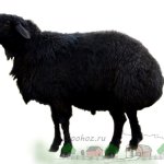 Черная гиссарская молодая овца