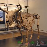 Скелет тура в музее