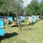 Пасека частного пчеловода