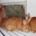 Бургундские кролики в клетке