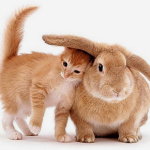 Рыжий кролик и котёнок