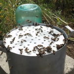 Пчелы пьют воду