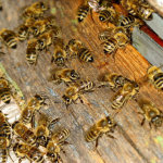 Больные нозематозом пчёлы