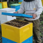 Пчеловод работает с уликом из пенополиуретана