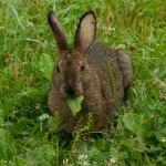 Кролик грызет лист одуванчика