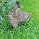 Кролик Серый Великан в траве