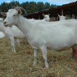 Горьковские молочные козы в хозяйстве
