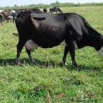 Ярославская корова кушает траву